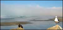 Beach sentinels
